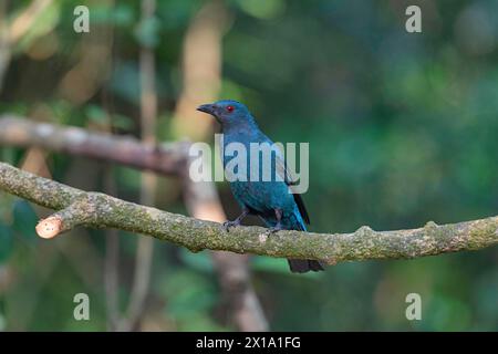 Buxa Tiger Reserve, West Bengal, India. Asian Fairy-Bluebird, Female, Irena puella Stock Photo