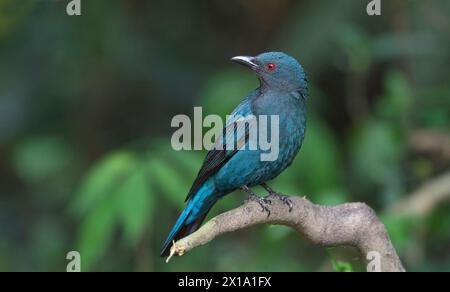 Buxa Tiger Reserve, West Bengal, India. Asian Fairy-Bluebird, Female, Irena puella Stock Photo