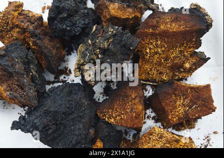 Chaga Mushroom cut into pieces Stock Photo