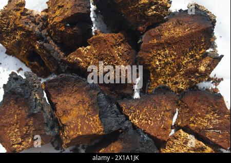 Chaga Mushroom cut into pieces Stock Photo