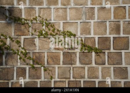 Ivy growing on the wall of a brick building. Natural background. Stock Photo