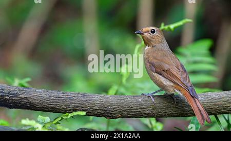 Buxa Tiger Reserve, West Bengal, India.Rufous-bellied Niltava, Female, Niltava sundara Stock Photo