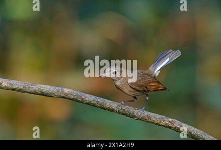 Buxa Tiger Reserve, West Bengal, India. White-tailed Robin, Female, Myiomela leucura Stock Photo