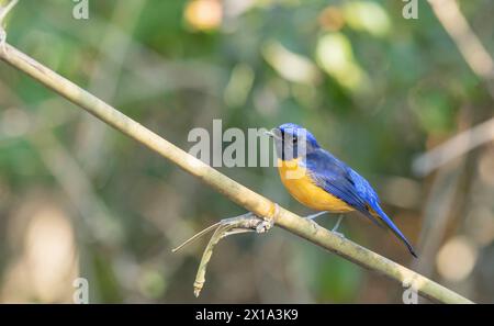 Sattal, Uttarakhand, India. Rufous-bellied Niltava, Male, Niltava sundara Stock Photo