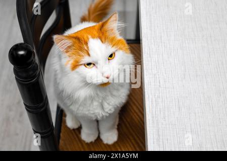 cat sits on a chair near the table. cat sitting at the table. the cat is waiting for food Stock Photo