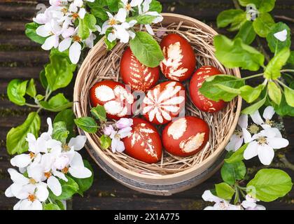 Top view of homemade Easter eggs dyed with onion peels and pattern in an old wooden flour sieve around apple blossom branches. DIY or decoration Stock Photo