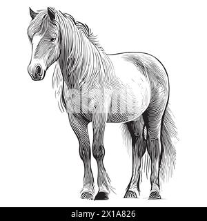 Male Horse Sketch in Black and White Stock Vector