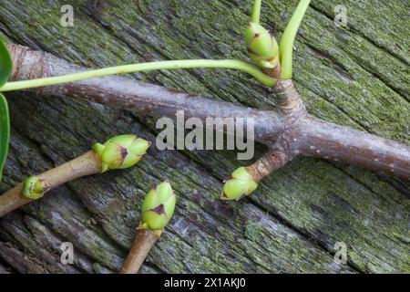 Berg-Ahorn, Bergahorn, Ahorn, Knospe, Knospen, Acer pseudoplatanus, Sycamore, Maple, Erable sycomore, bud, buds, L’érable sycomore, grand érable, érab Stock Photo