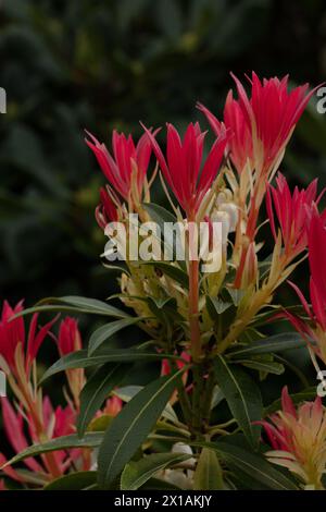 Pieris Mountain Fire, Lily of the Valley, shrub with both foliage and white bell flowers in garden setting with dark green background, portrait format Stock Photo