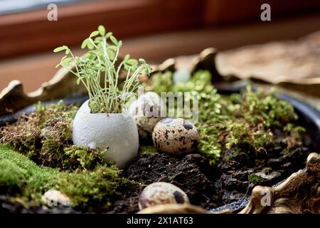 A terrestrial plant is emerging from an egg shell, turning into a grass or wood twig. This nonvascular land plant is a natural landscape ingredient, g Stock Photo