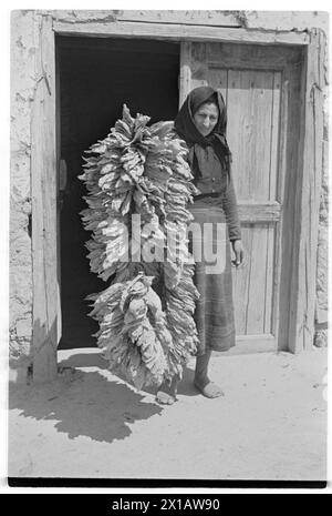 Austria tobacco plant, factory stone: tobacco leaves, 01.08.1941 - 19410801 PD0236 - Rechteinfo: Rights Managed (RM) Stock Photo