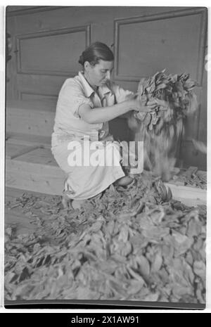 Austria tobacco plant, factory stone: tobacco leaves, 01.08.1941 - 19410801 PD0230 - Rechteinfo: Rights Managed (RM) Stock Photo