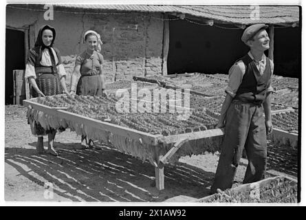 Austria tobacco plant, factory stone: tobacco leaves are hard cured, 01.08.1941 - 19410801 PD0234 - Rechteinfo: Rights Managed (RM) Stock Photo