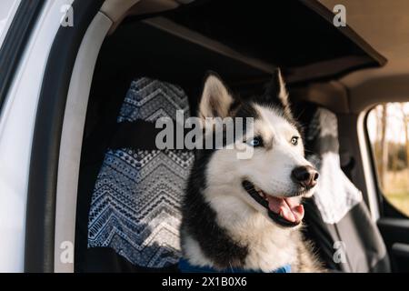 Horizontal photo black and white Siberian Husky with striking blue eyes enjoying a car ride, peering out from the passenger side. Lifestyle Stock Photo