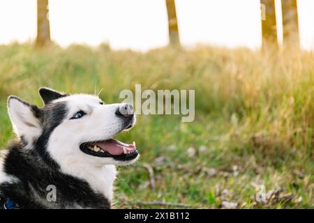 Horizontal photo a black and white husky with stunning blue eyes looks up contentedly, enjoying the warm glow of the sun in a field of tall Stock Photo