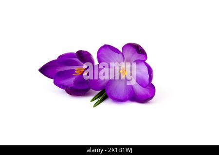 crocus flowers -  one of spring flowers on white background Stock Photo