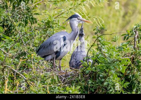 Northampton, UK 16th April 2024. Spring weather, A adult Grey Heron. Ardea cinerea (Ardeidae) nesting on Abington Park feeding chicks  Credit: Keith J Smith./Ģ����ý Live News Stock Photo