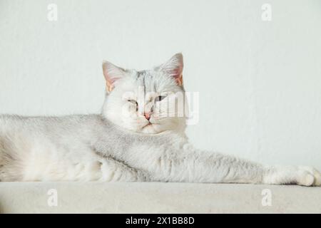 British shorthair silver cat lies on the sofa. Pet at home. Stock Photo