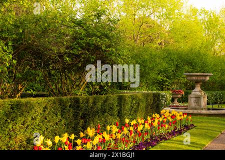 A display of red and yellow Tulipa - tulips in Avenue Gardens in Regent's Park, London Stock Photo