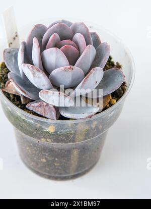 Echeveria Dusty rose plant succulent in pot. Green little flower on white  background Stock Photo - Alamy
