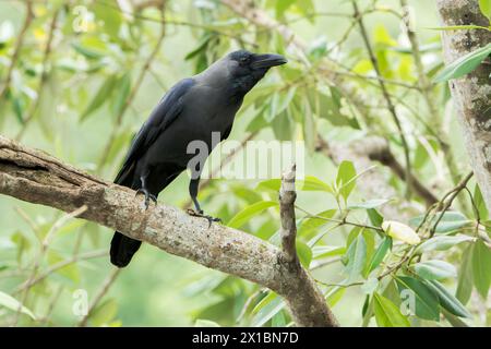 house crow or grey-necked crow, Corvus splendens, single adult perched on branch, Sungei Buloh, Singapore Stock Photo