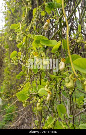 Flowers Aristolochia manshuriensis or Pipevine Manchuria. Liana bud plant. Botany is an endangered species. Green leaf. Stock Photo