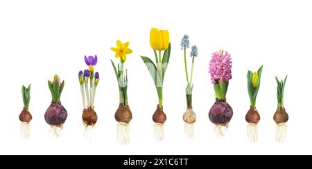 Growth stages of tulip, hyacinth, blue grape, crocus and narcissus from flower bulb to blooming flower isolated on a white background Stock Photo