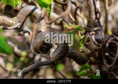 Twisted hazel tree in spring with wavy branches and growing foliage, corylus avellana contorta Stock Photo