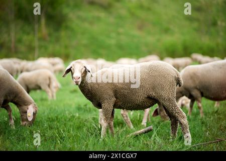 Augsburg, Bavaria, Germany - April 13, 2024: Flock of sheep in the pasture. Sheep eating grass in a meadow *** Schafherde auf der Weide. Schafe beim fressen von Gras auf einer Wiese Stock Photo