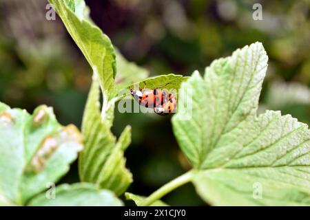 Two ladybugs breed on strawberry leaves. Stock Photo