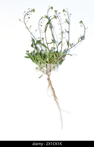 Shepherds purse plant, flowers, stem and root system. Stock Photo