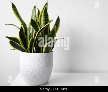 Sansevieria (Dracaena) trifasciata laurentii, aka snake plant. Houseplant with green and yellow leaves. Isolated on a white background. Stock Photo