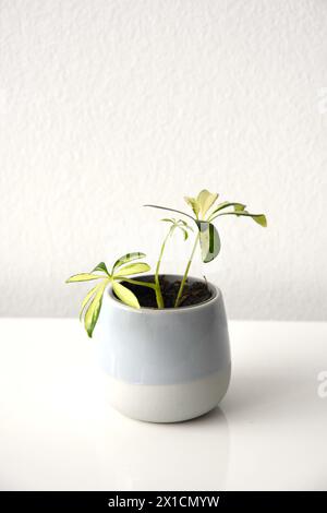 Schefflera or Heptapleurum arboricola variegata, aka dwarf umbrella ...