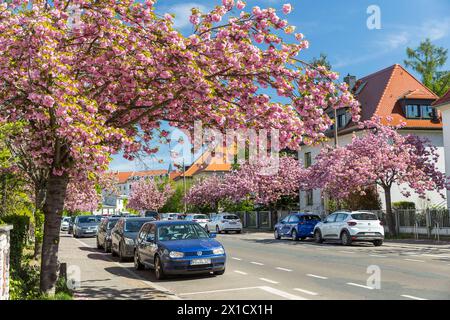 Kirschblüte im Frühling, rosa blüht die Japanische Zierkirsche Prunus serrulata auf der Holzhäuser Straße in Stötteritz, Leipzig, Sachsen, Deutschland Stock Photo