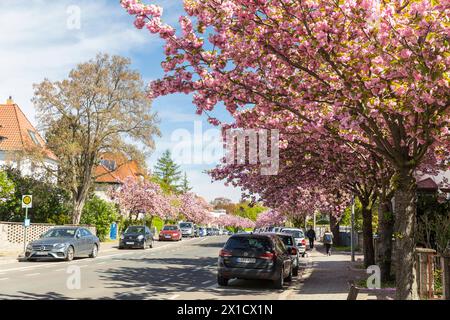 Kirschblüte im Frühling, rosa blüht die Japanische Zierkirsche Prunus serrulata auf der Holzhäuser Straße in Stötteritz, Leipzig, Sachsen, Deutschland Stock Photo