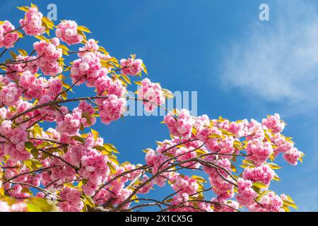 Kirschblüte im Frühling, rosa blüht die Japanische Zierkirsche Prunus serrulata auf der Holzhäuser Straße in Stötteritz, Leipzig, Sachsen, Deutschland Stock Photo