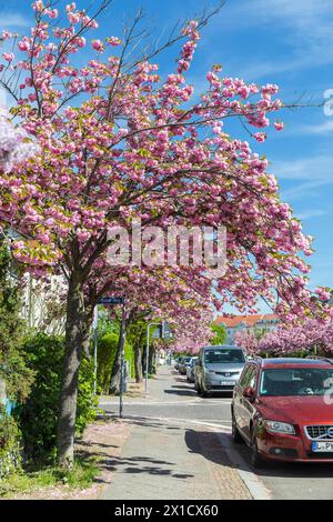 Kirschblüte im Frühling, rosa blüht die Japanische Zierkirsche Prunus serrulata auf der Holzhäuser Straße in Stötteritz, Leipzig, Sachsen, Deutschland Stock Photo