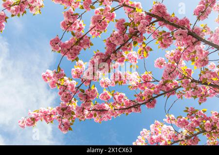 Kirschblüte im Frühling, rosa blüht die Japanische Zierkirsche Prunus serrulata auf der Holzhäuser Straße in Stötteritz, Leipzig, Sachsen, Deutschland Stock Photo