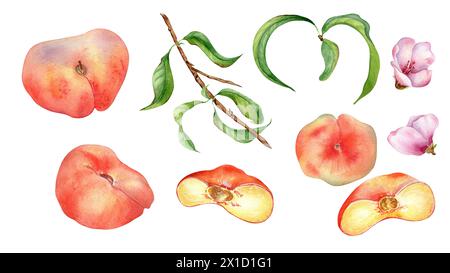 Set of fresh various fig peaches and tree branch watercolor isolated on white. Fruit branch, pink flowers illustration hand drawn. Half of chines peac Stock Photo