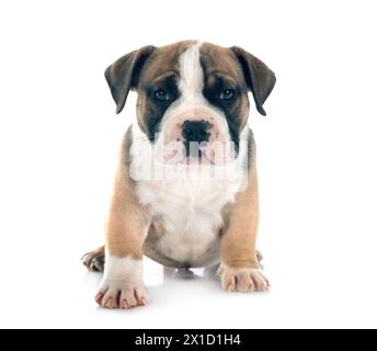 puppy american bully in front of white background Stock Photo