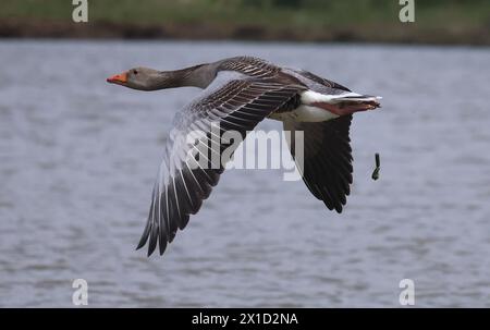 Goose Uk Rspb Greyleg Goose in flight at RSPB Rainham Marshes Nature Reserve ...