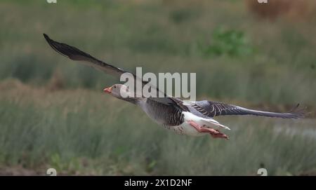 Goose Uk Rspb Greyleg Goose in flight at RSPB Rainham Marshes Nature Reserve ...