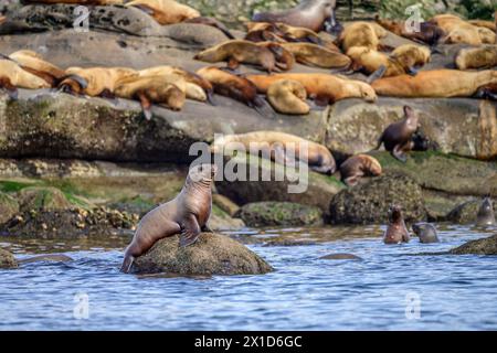 A group of California sea lions hauled out on rocks in the Salish Sea, British Columbia Stock Photo