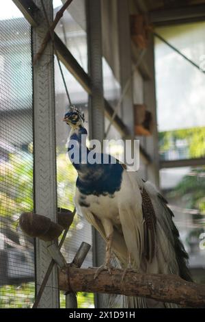 White and blue peacock in a cage perched on a piece of wood with a blurred background Stock Photo