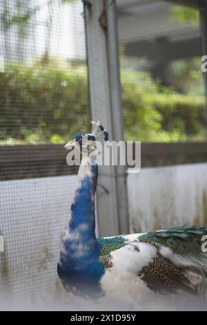 White and blue peacock in a cage photographed from the side with a blurred background Stock Photo