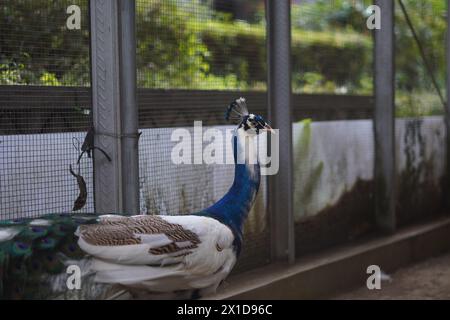 White and blue peacock in a cage photographed from the side with a blurred background Stock Photo