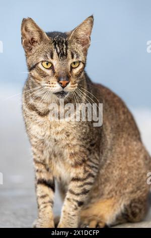 Gray, white and black cat posing at camera on the street Stock Photo