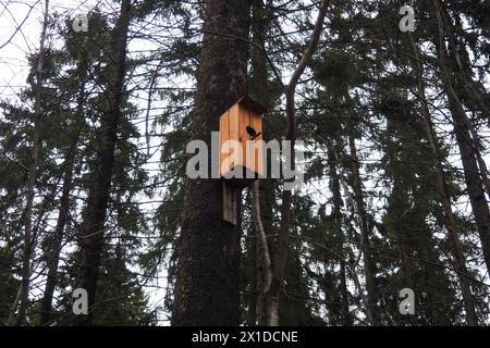 A birdhouse is a closed artificial nesting site for small birds, mainly nesting in hollows. Such nesting sites for small passerine birds are often mad Stock Photo