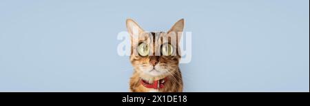 Funny cat with bulging big eyes on a blue background. Bengal cat cartoon. Stock Photo