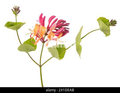 Red honeysuckle  flowers isolated on white background Stock Photo